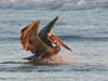 pelican_brown_060731c