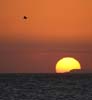 pelican_sunset_070811