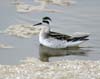 phalarope_red_necked_00281