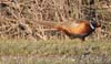 pheasant_ring_necked_00109