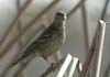 pipit_american_051122