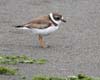 plover_semipalmated_070286