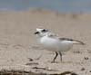 plover_snowy_060621