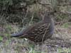 quail_california_060108f