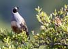 quail_california_110703