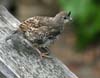 quail_california_jv_070826