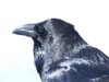 raven_common_110220