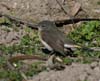 redstart_american_070113