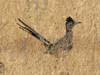 roadrunner_greater_070914b