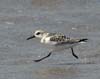 sanderling_080830