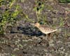 sandpiper_buff_breaste0292