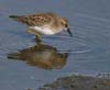 sandpiper_least_061112a