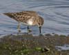 sandpiper_least_061112b