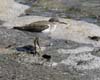 sandpiper_spotted_070830