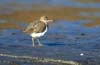 sandpiper_spotted_110220