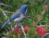 scrub_jay_western_061226a