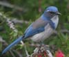 scrub_jay_western_061226b