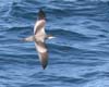 shearwater_bullers_070924