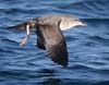 shearwater_pink_footed0249