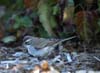 sparrow_black-throated0345