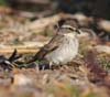 sparrow_black-throated0348