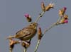 sparrow_grasshopper_110356