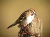 sparrow_lark_041107