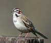 sparrow_lark_070310