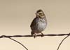 sparrow_savannah_111105a