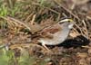 sparrow_white_throated0370