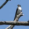 swallow_tree_070512