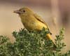 tanager_summer_f_061210b