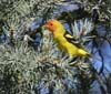 tanager_western_070513b