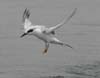 tern_forsters_070805b