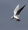 tern_forsters_20120212a