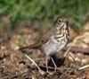 thrush_hermit_070121a