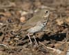 thrush_hermit_070121b