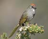 towee_green_tailed_060703