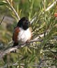 towee_spotted_070204a