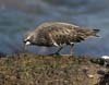 turnstone_black_070415