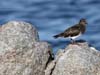 turnstone_black_120114a