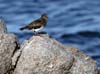 turnstone_black_120114a1