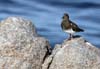 turnstone_black_120114b