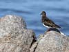 turnstone_black_120114c