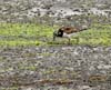 turnstone_rudy_080804