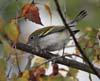 warbler_chestnut-sided0405