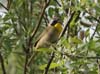 warbler_cmn_yllw_thrt_0407