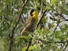 warbler_cmn_yllw_thrt_0408