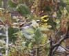 warbler_townsend_060311a