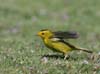 warbler_wilsons_070511a